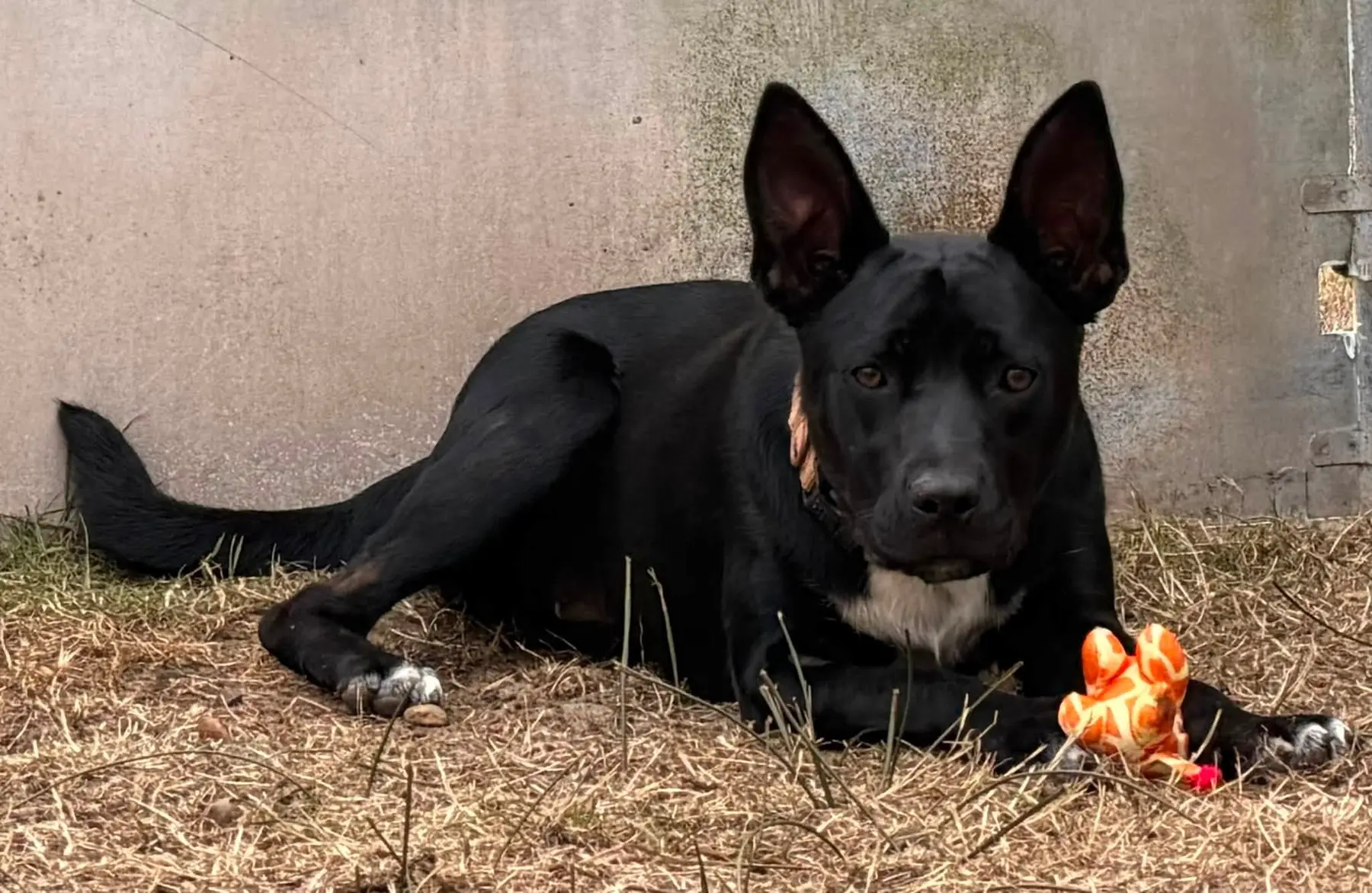 Wiggles, an adoptable black Staffordshire mix puppy